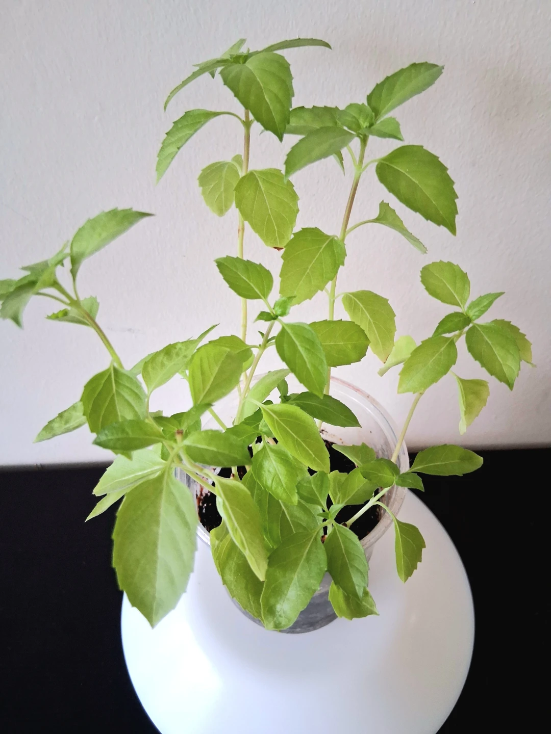 🌱 Purple Basil 🍃 - photo 2