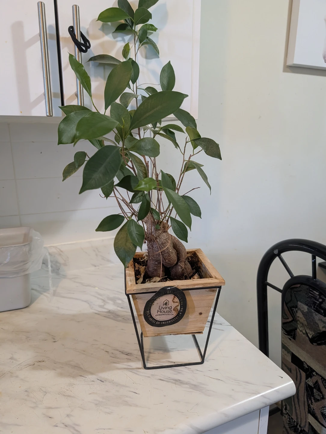 Living House Bonsai Tree in Wooden Pot