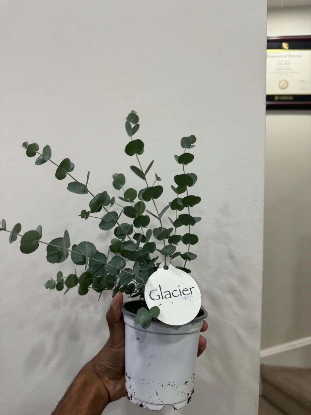 Glacier Eucalyptus Plant in 4"pot