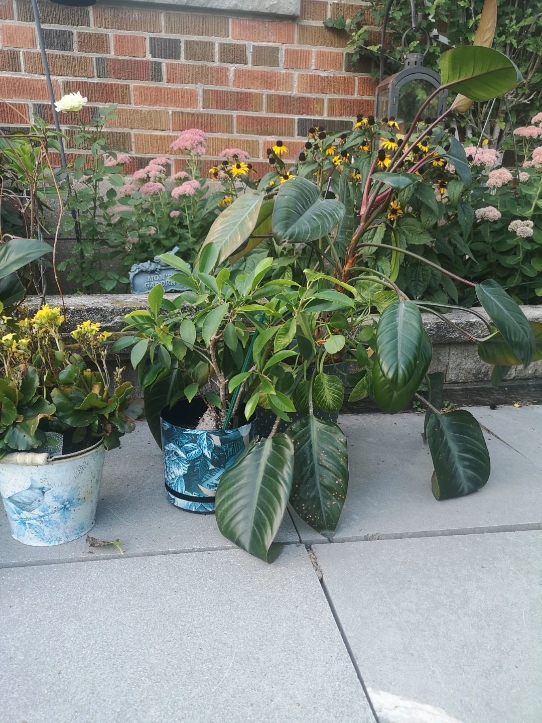 5 plants in pots FREE - photo 3