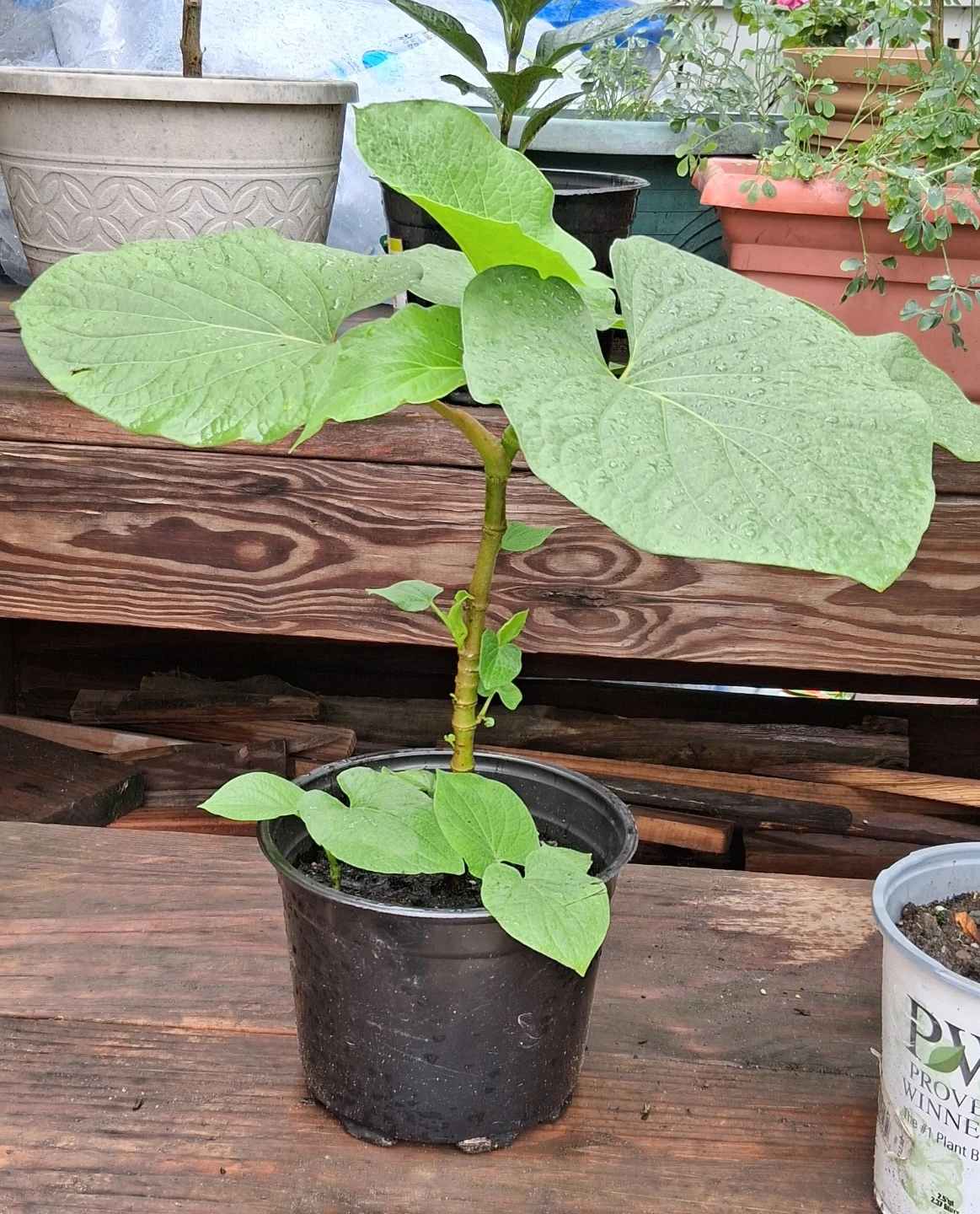 Hoja Santa  Plant in Plastic Pot - photo 2