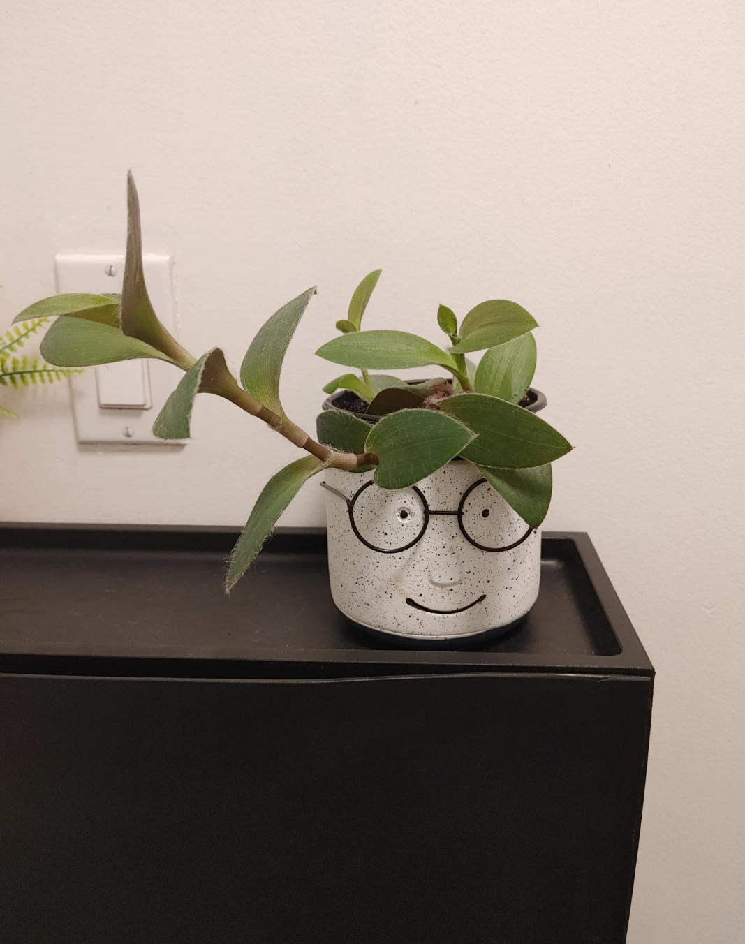 Real Tradescantia Plant in Face Planter