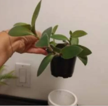 Real Tradescantia Plant in Face Planter - photo 3