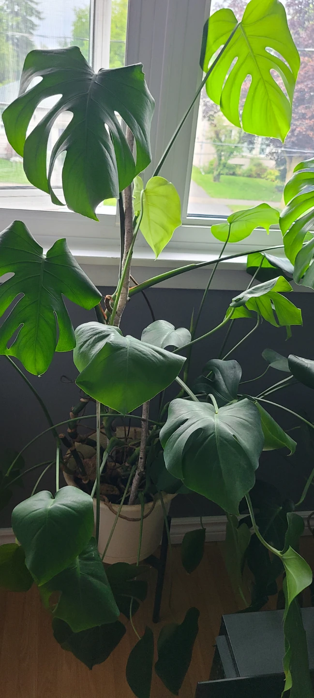 44"Large Monstera Deliciosa Plant