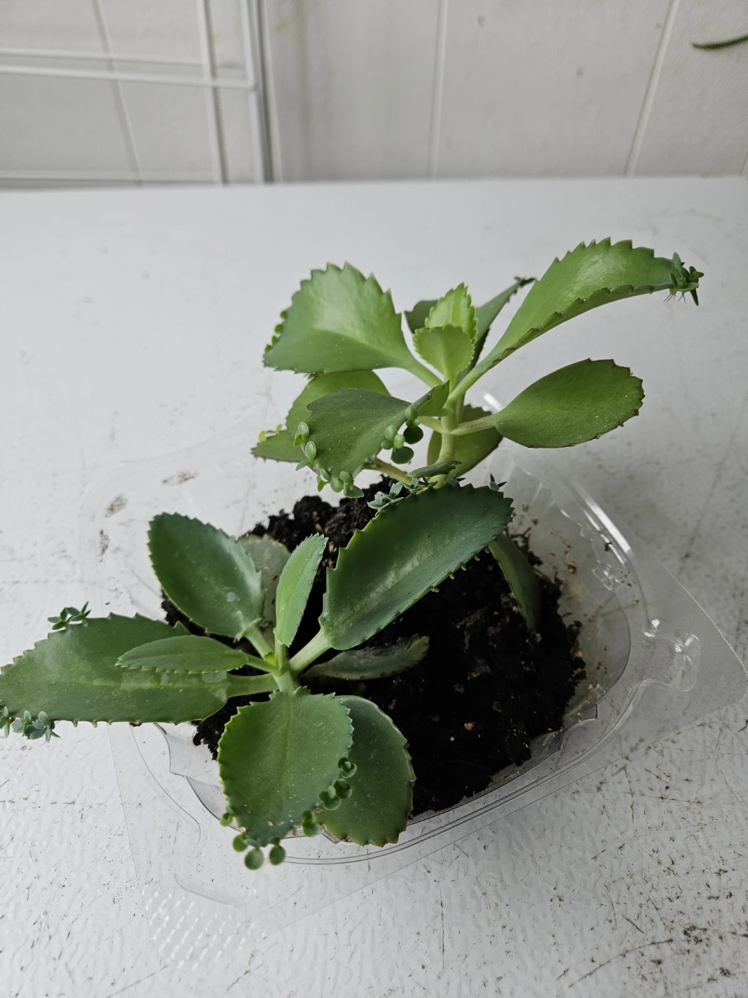 Mother of Thousands Plant - photo 5