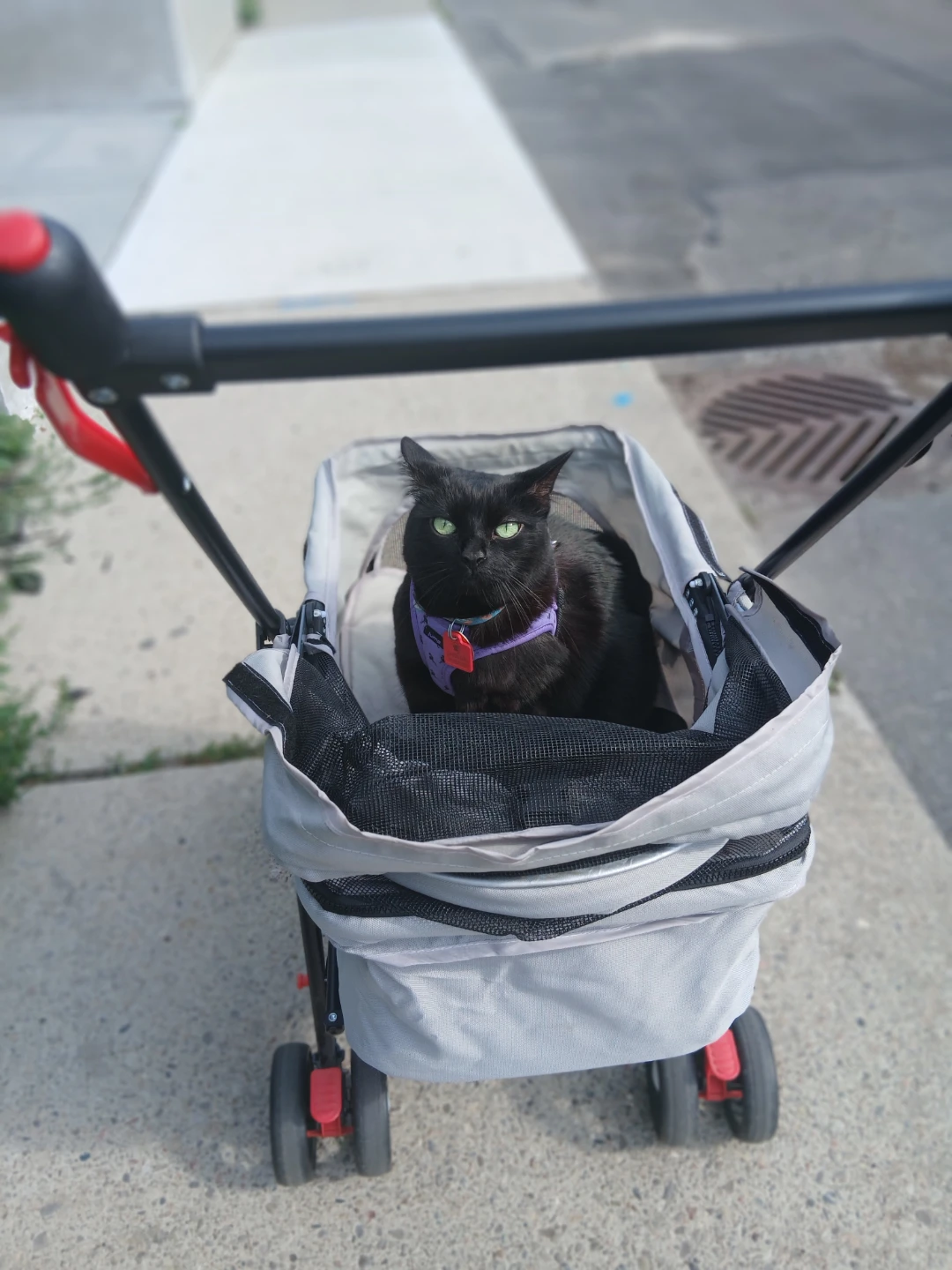 Lightweight Pet Stroller - photo 2
