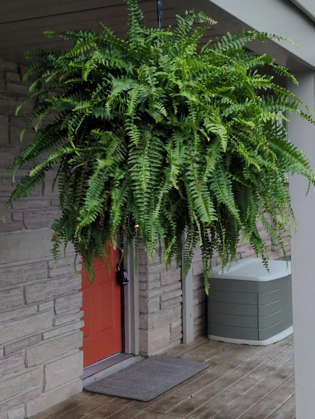 Large Hanging Boston Fern Plant - photo 2