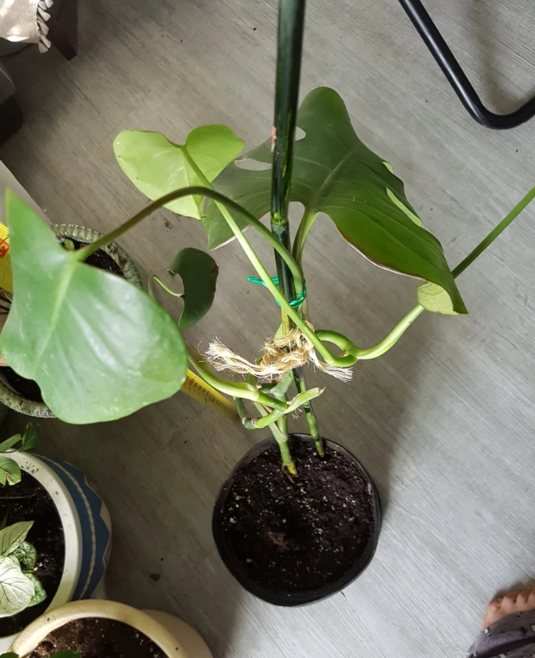 Monstera Deliciosa Plant (Cheese leaves plant) - photo 2