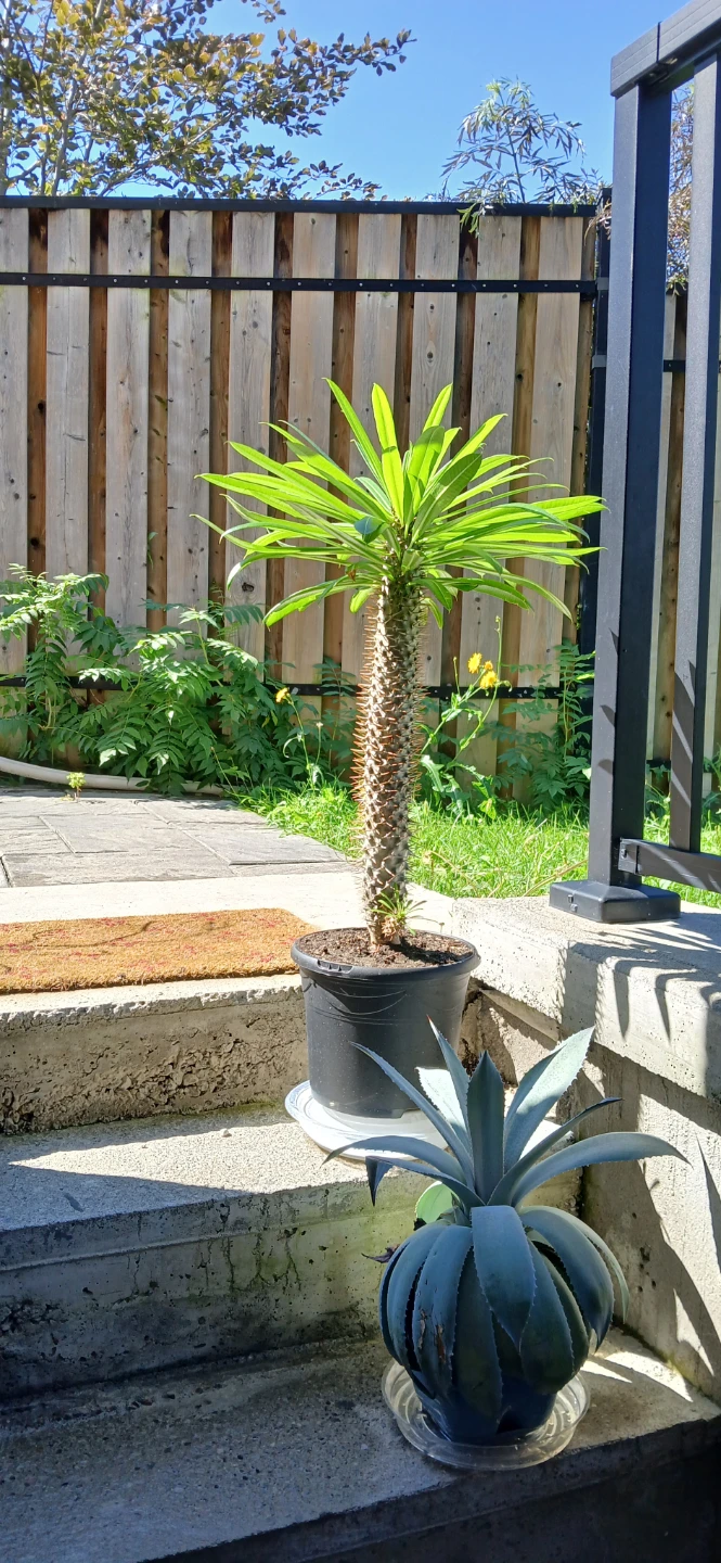 Madagascar Palm (Pachypodium lamerei) - Monster Plant! - photo 2