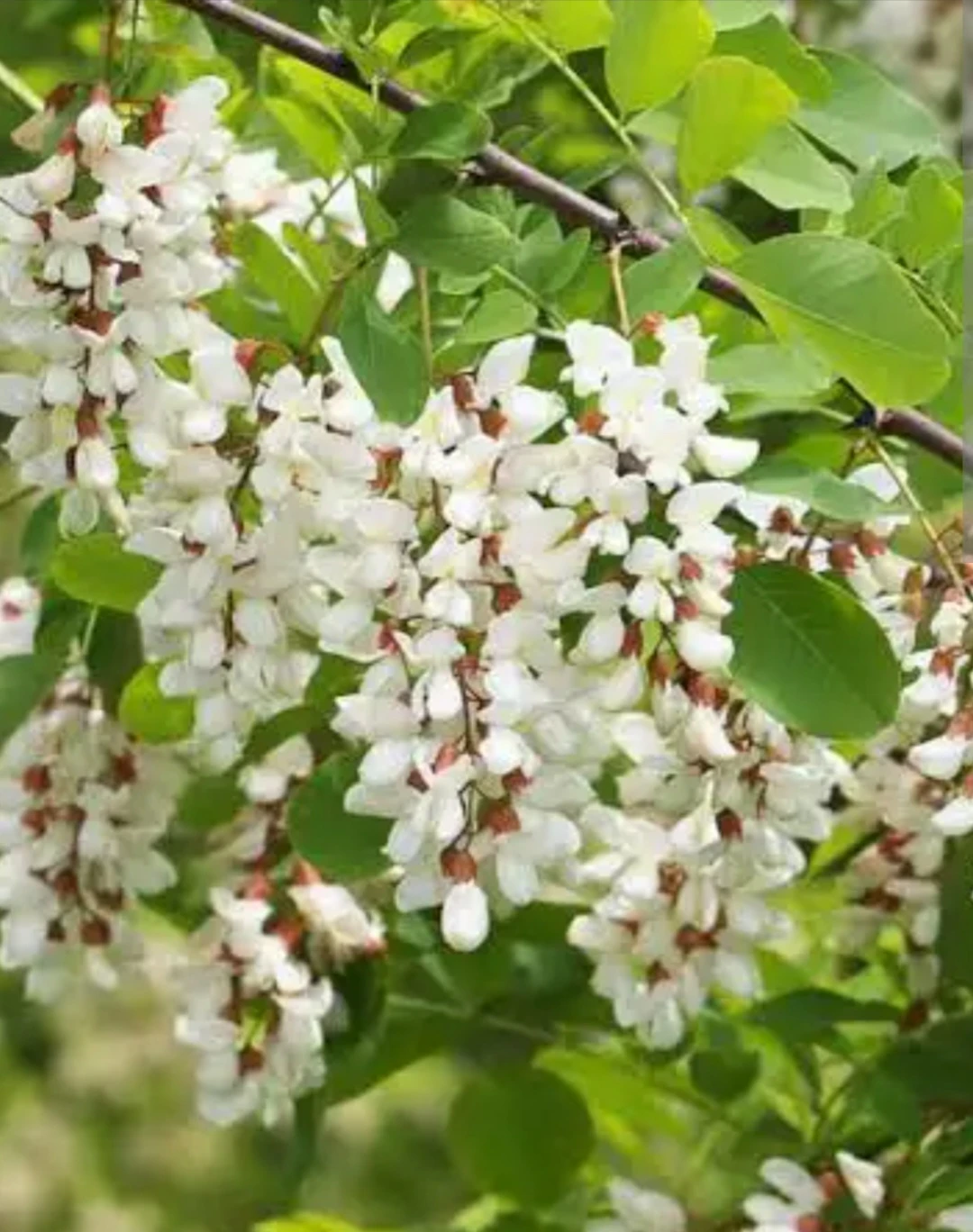 Black Locust tree