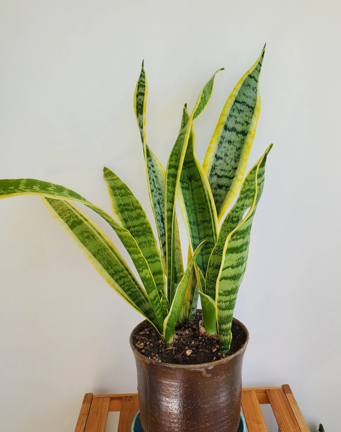 21" Tall Variegated Snake Plant - photo 3
