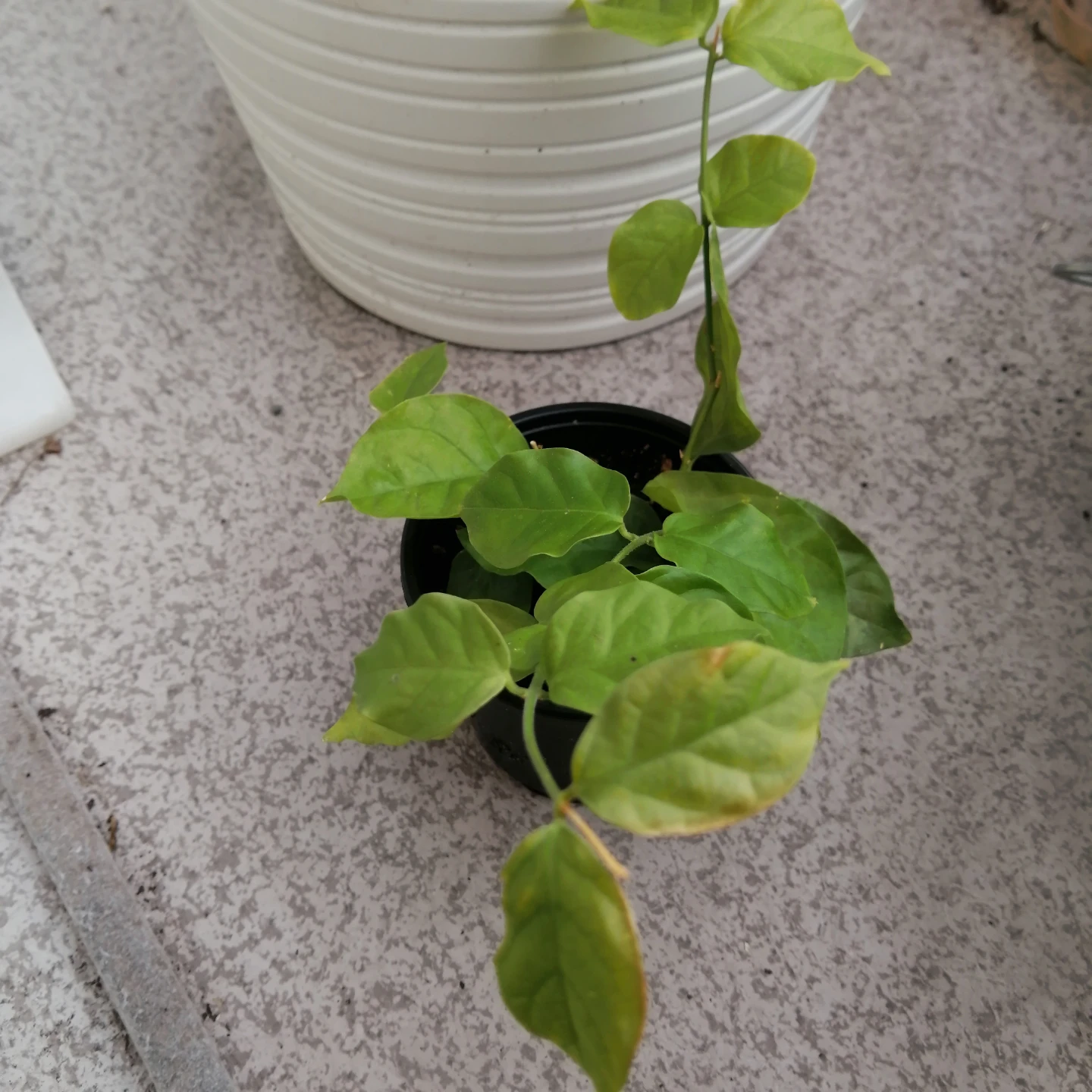 Potted  Jasmine Plant