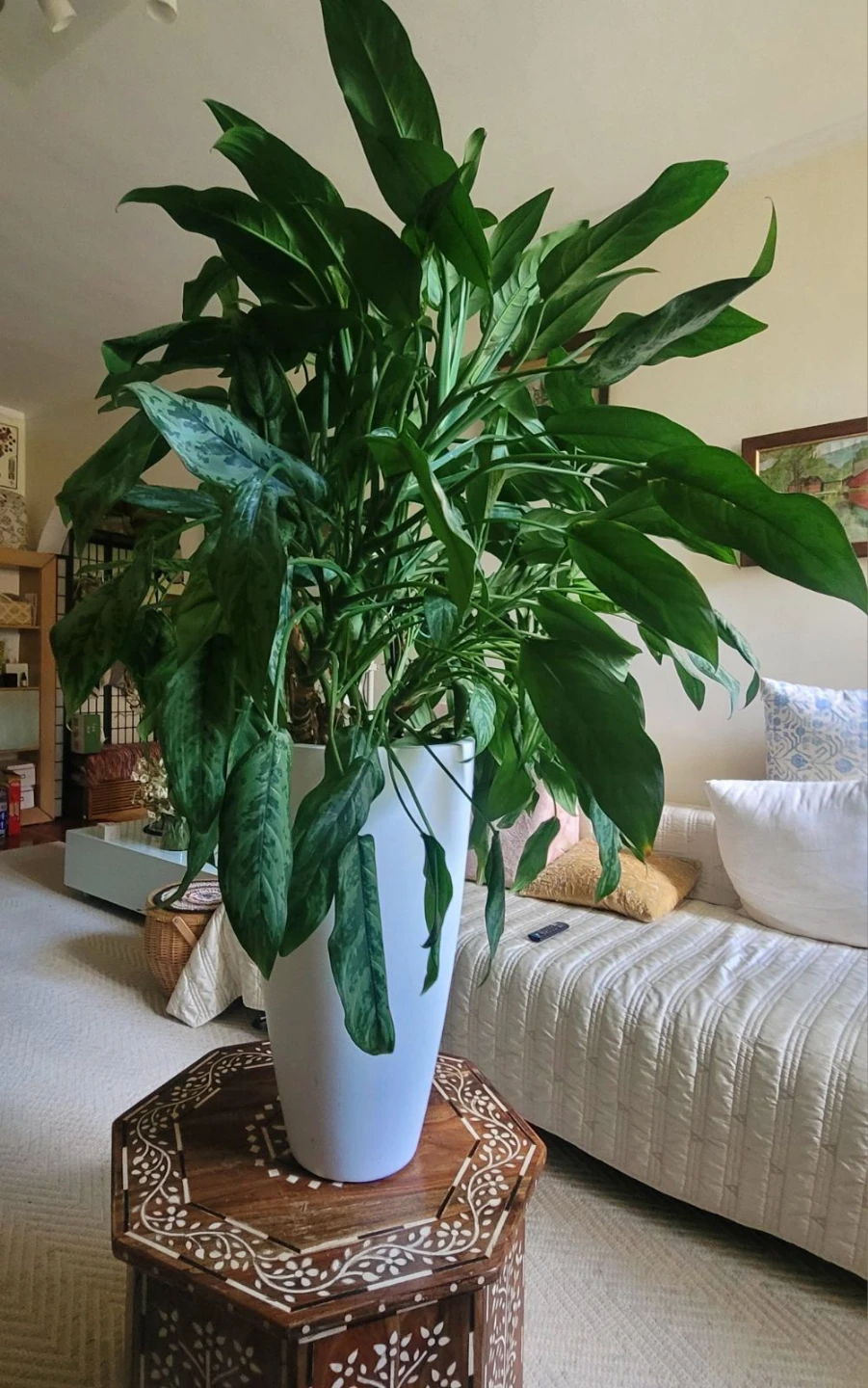 Large Aglaonema Houseplant in White Planter - photo 3