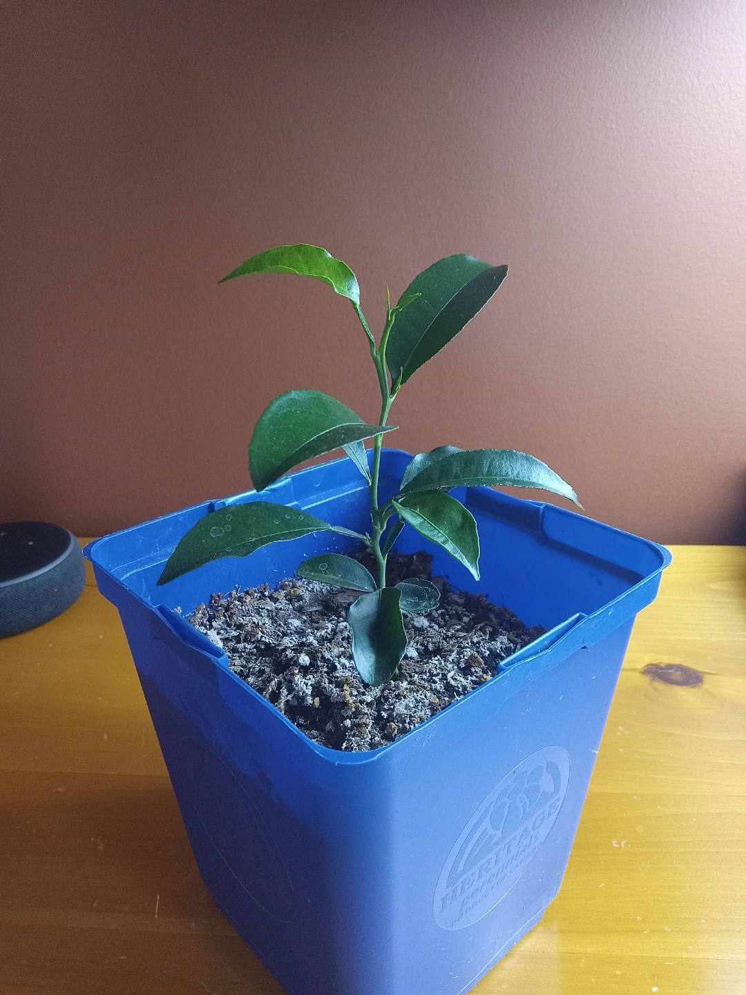 Small Citrus Plant (Orange)