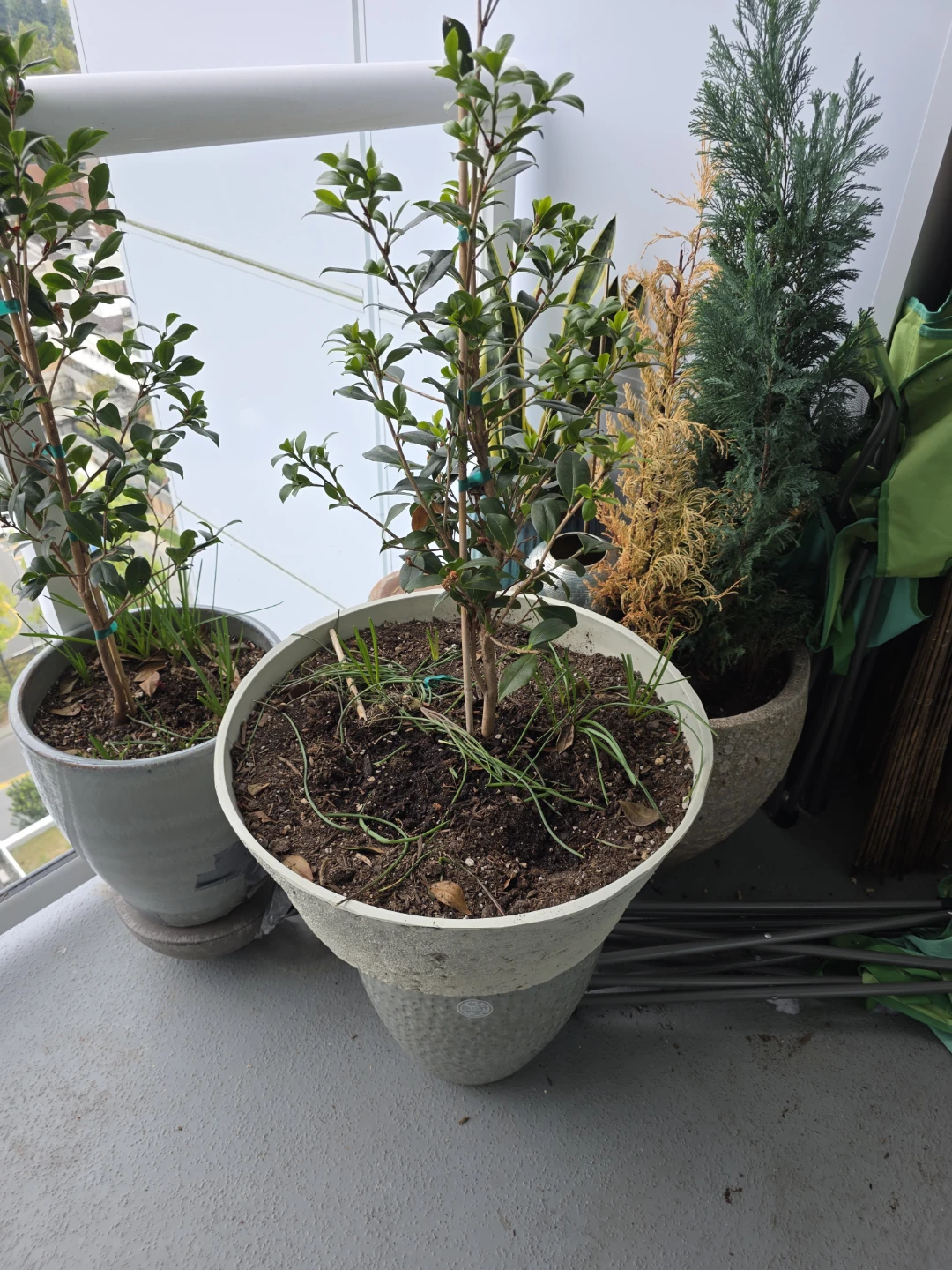2 Camillia Trees in frost resistant Pot