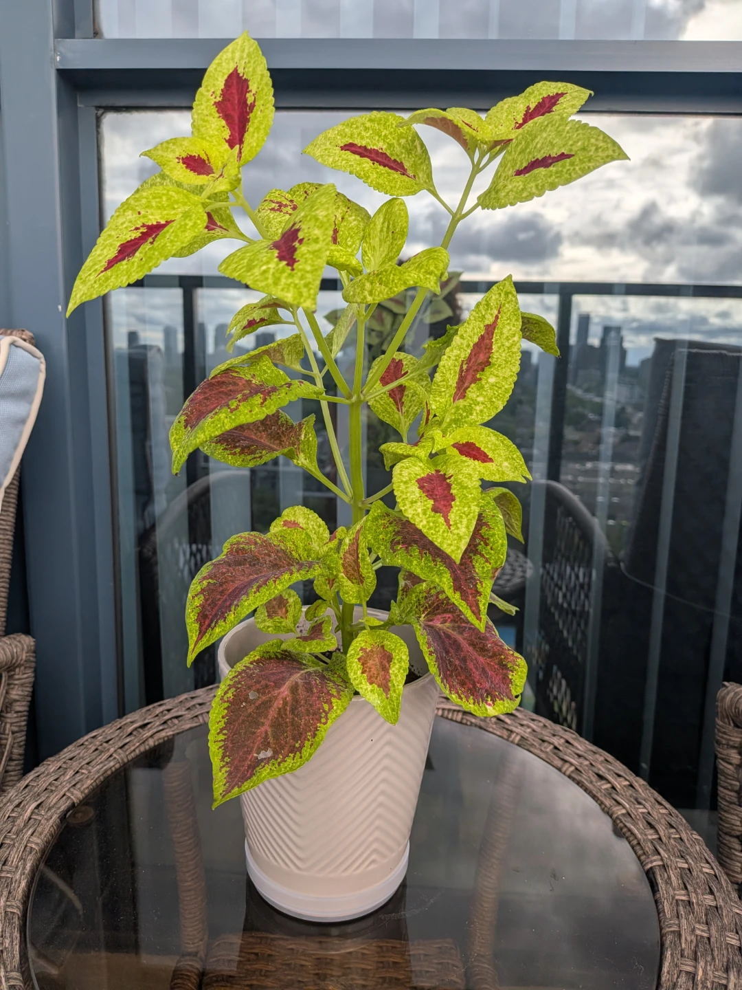 Coleus plant in chevron patterned pot