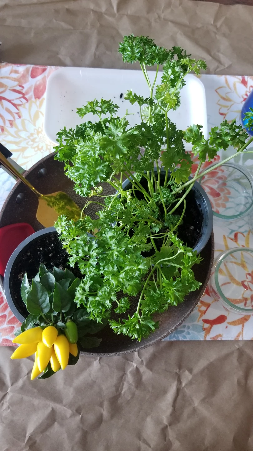Bundle-Organic Parsley+Ornamental Pepper+ROCK Pan+Veg Cookbook. - photo 4