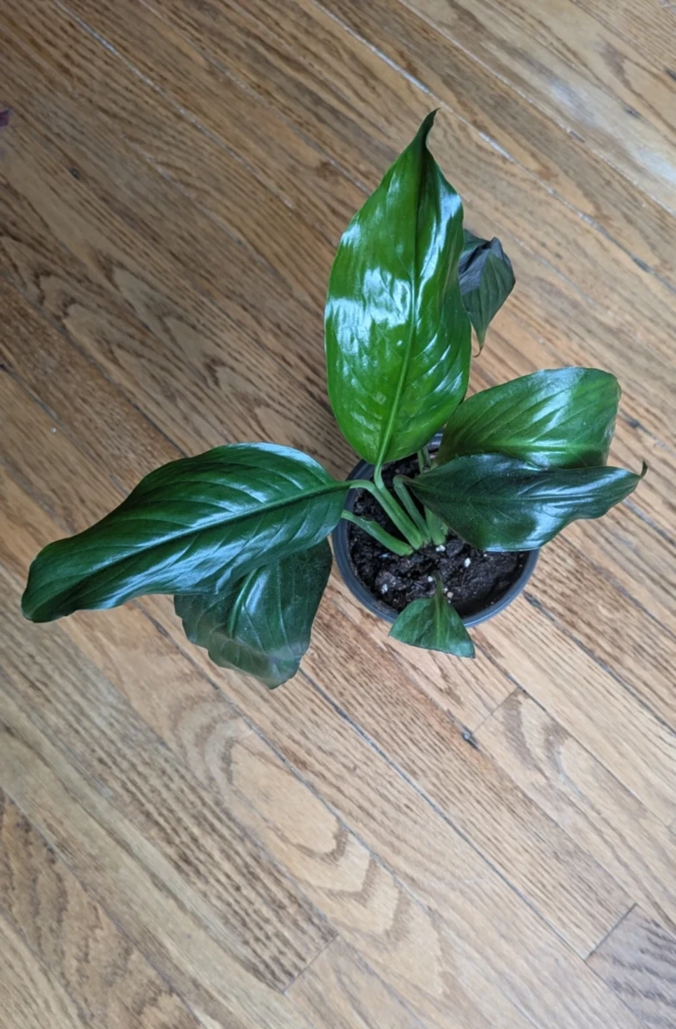 Peace Lily - photo 2