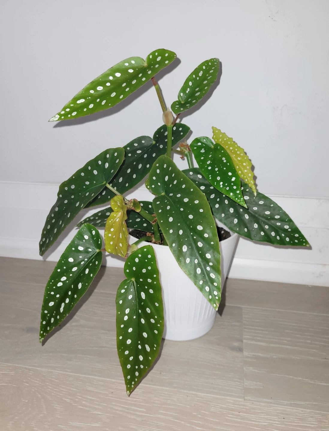 Polka Dot Begonia in White Pot