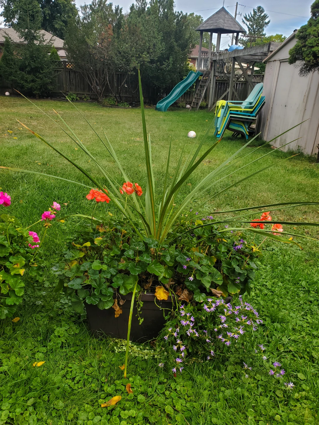 PLANTS FOR SALE - photo 2