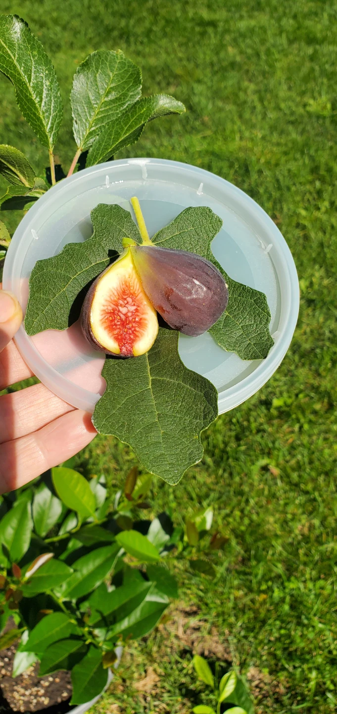 Fig plant🌳 - photo 3