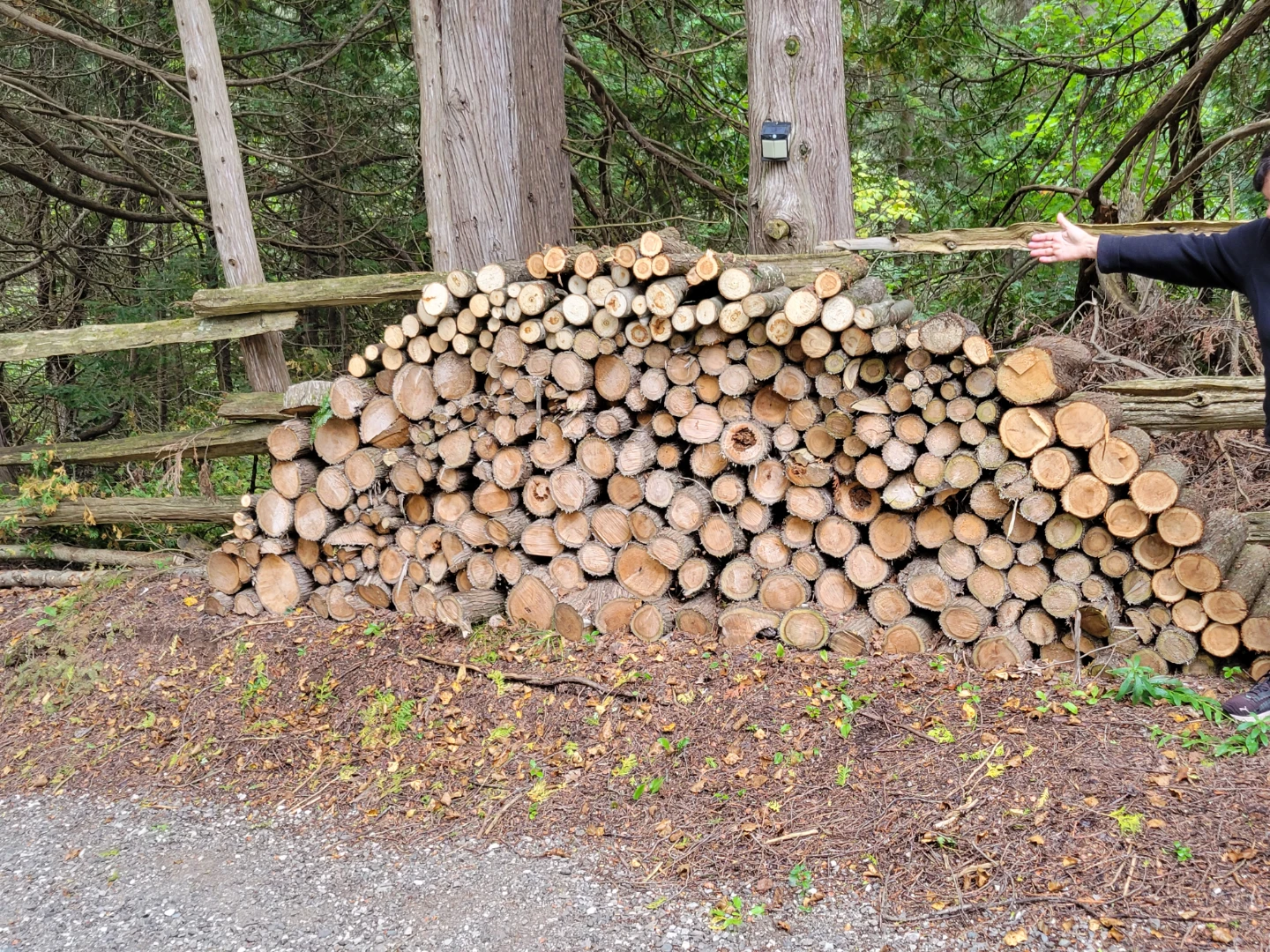 Unsplit firewood - photo 2