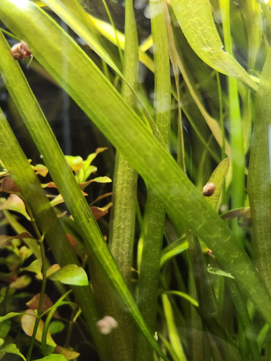 Assorted Live Aquarium Plant Trimmings - photo 2