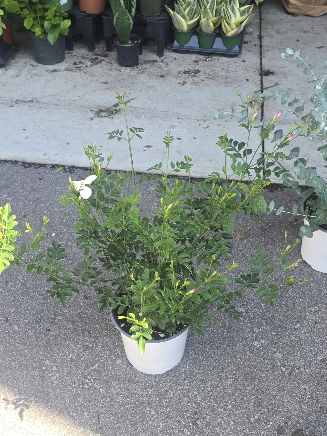 Potted Jasmine Plant with White Flowers - photo 4