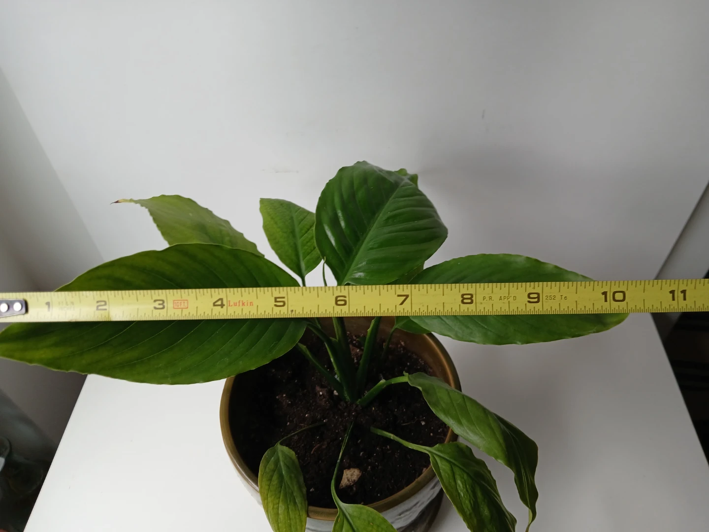Peace Lily Plant in Decorative Ceramic Pot. FIRM PRICE. - photo 3