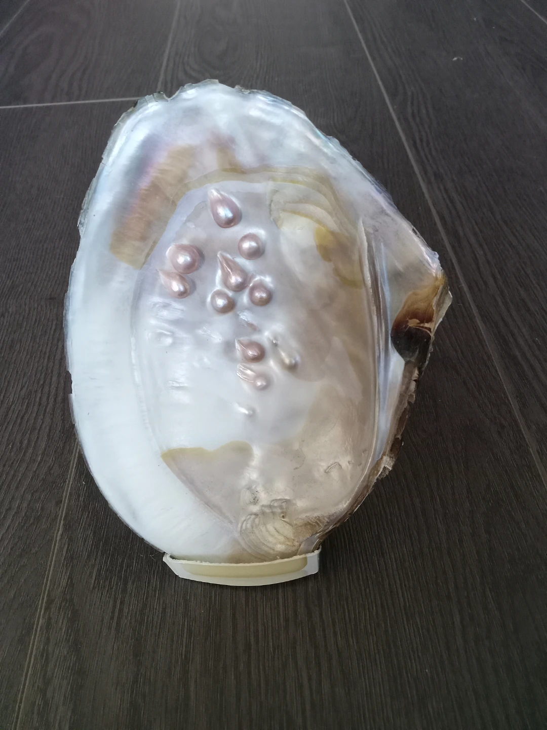 Large Freshwater Oyster Shell with Cultured Pearls