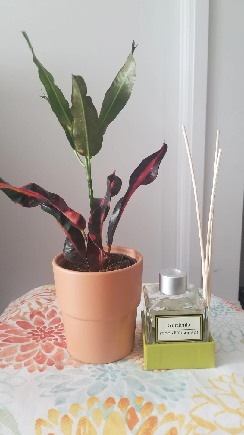 Croton plant+ Ceramic Pot and Gardenia reed diffuser set