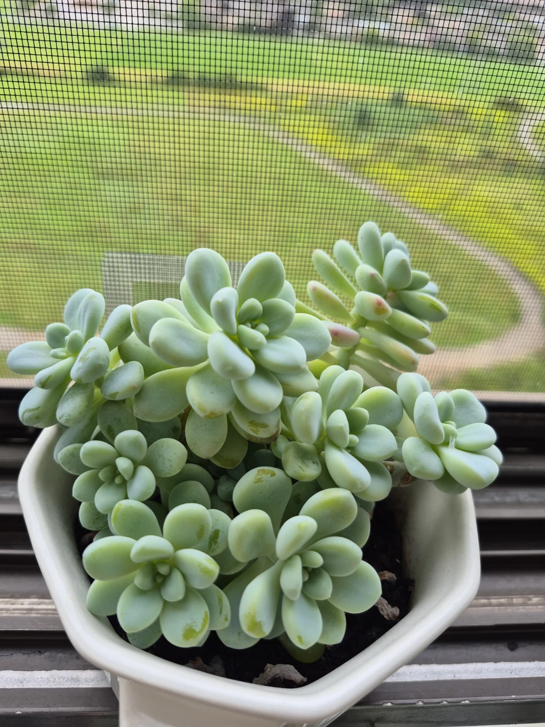Sedum Succulent Plant in White Pot - photo 2
