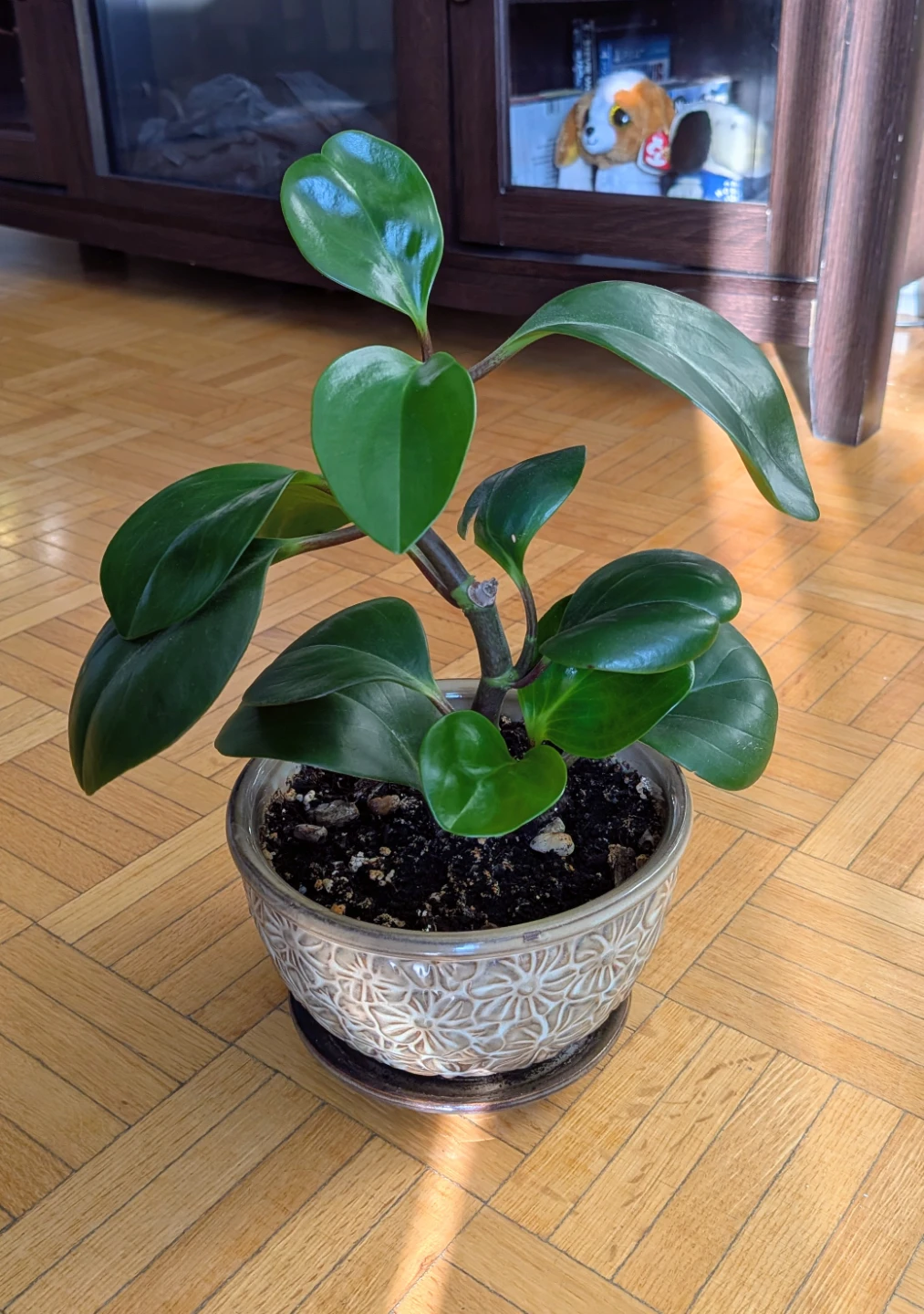 Peperomia obtusifolia in decorative pot