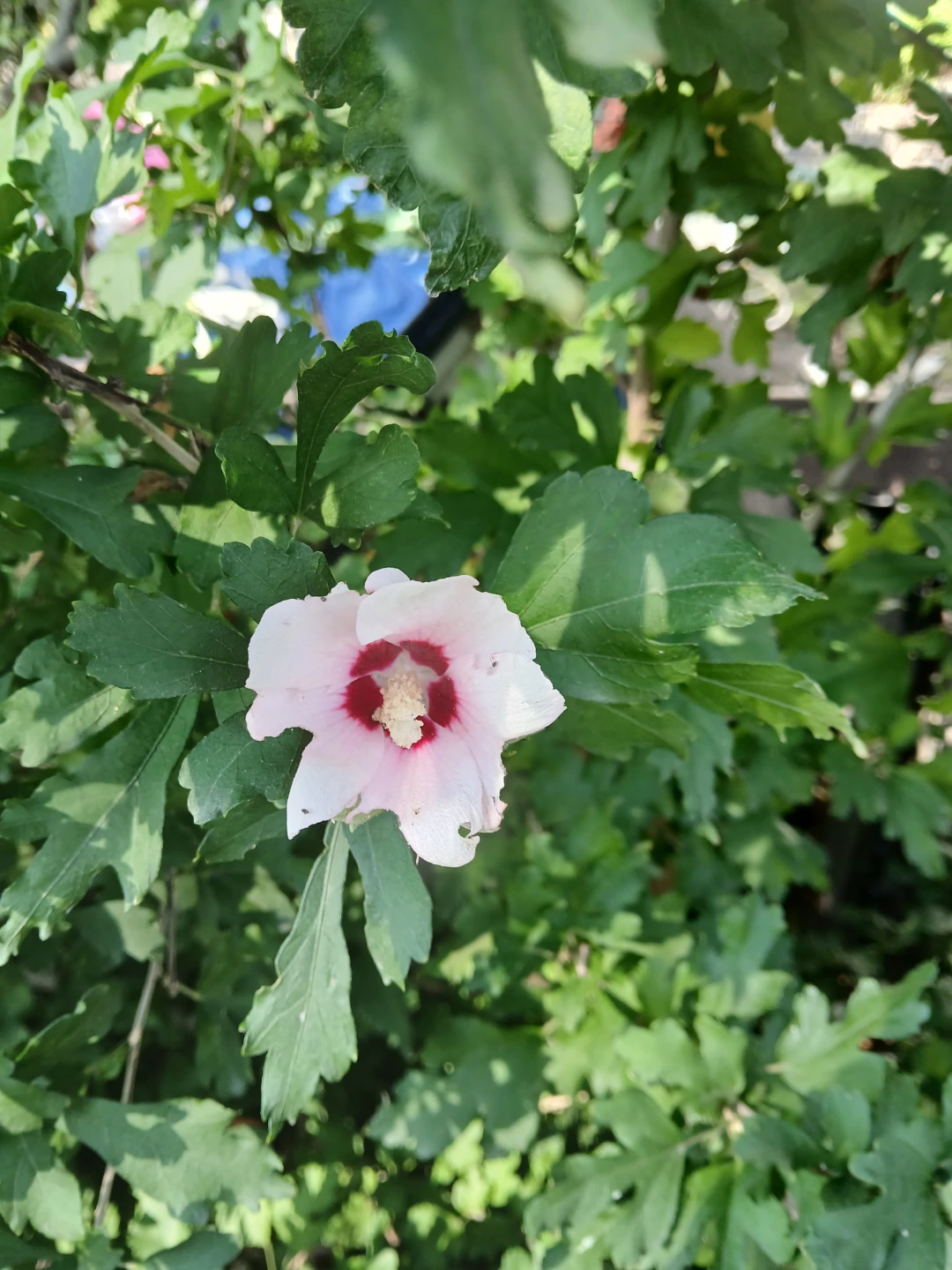 Rose of Sharon Hibiscus Plant - photo 5