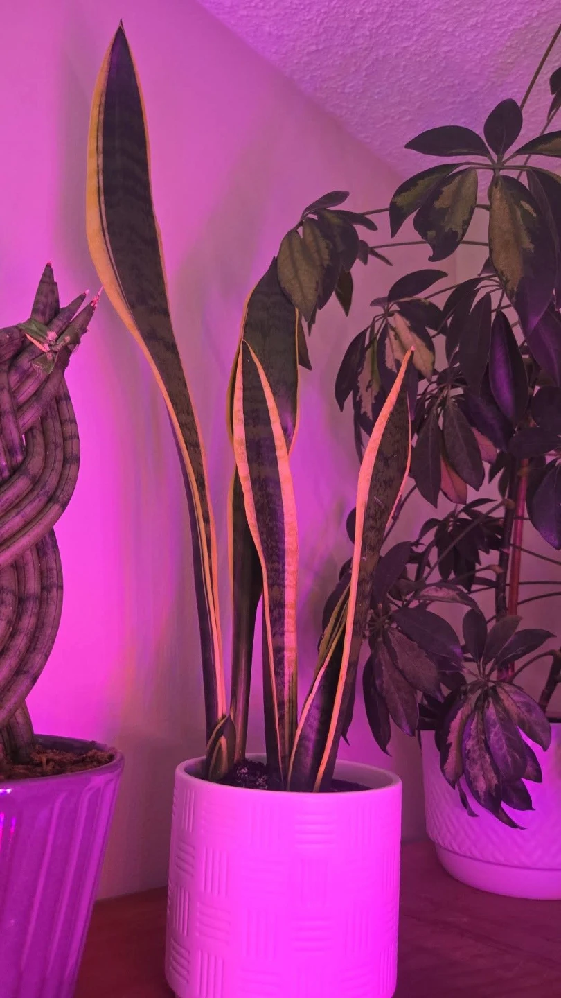 Plants! Plants! Plants! See my other ads for more! - photo 5