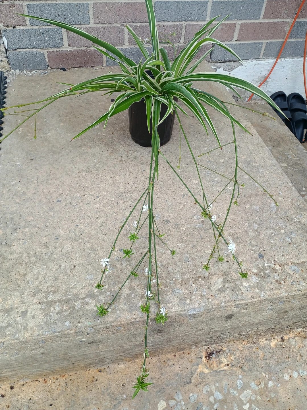 Variegated Spider Plant - photo 3