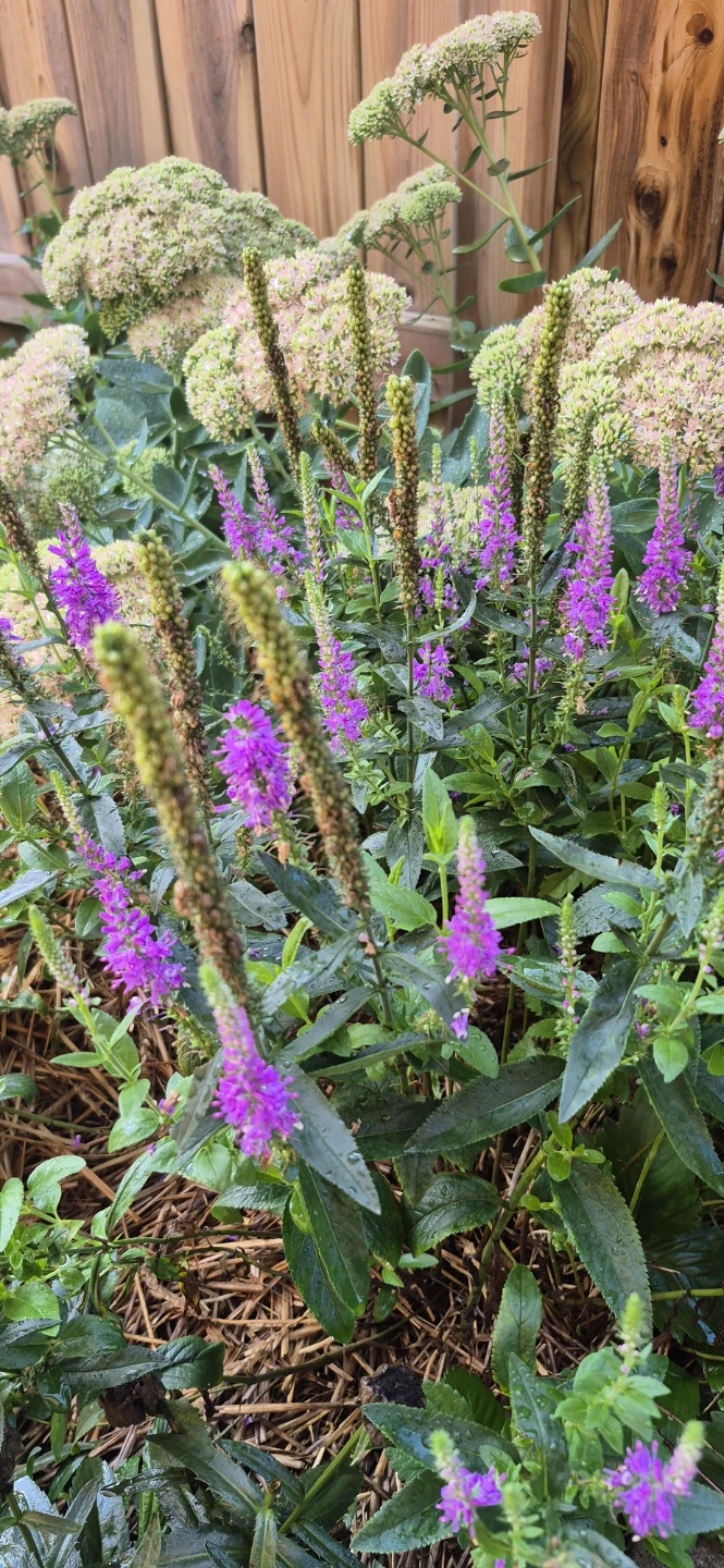 Perennial plants for sale - photo 4