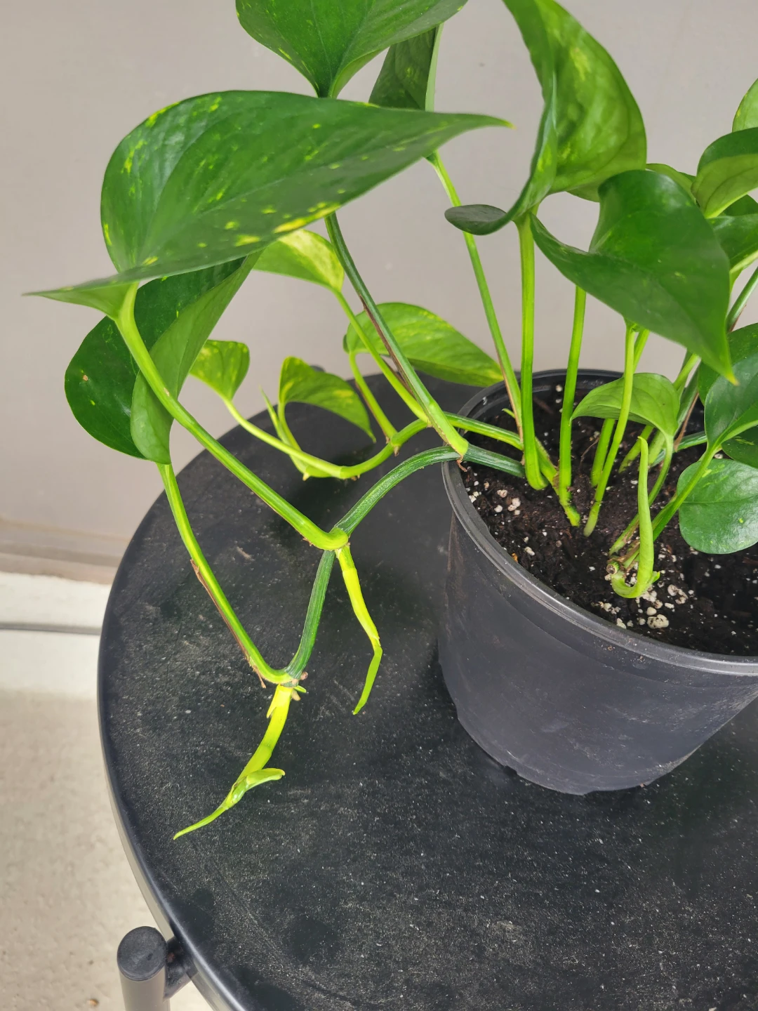 Healthy pothos - photo 4