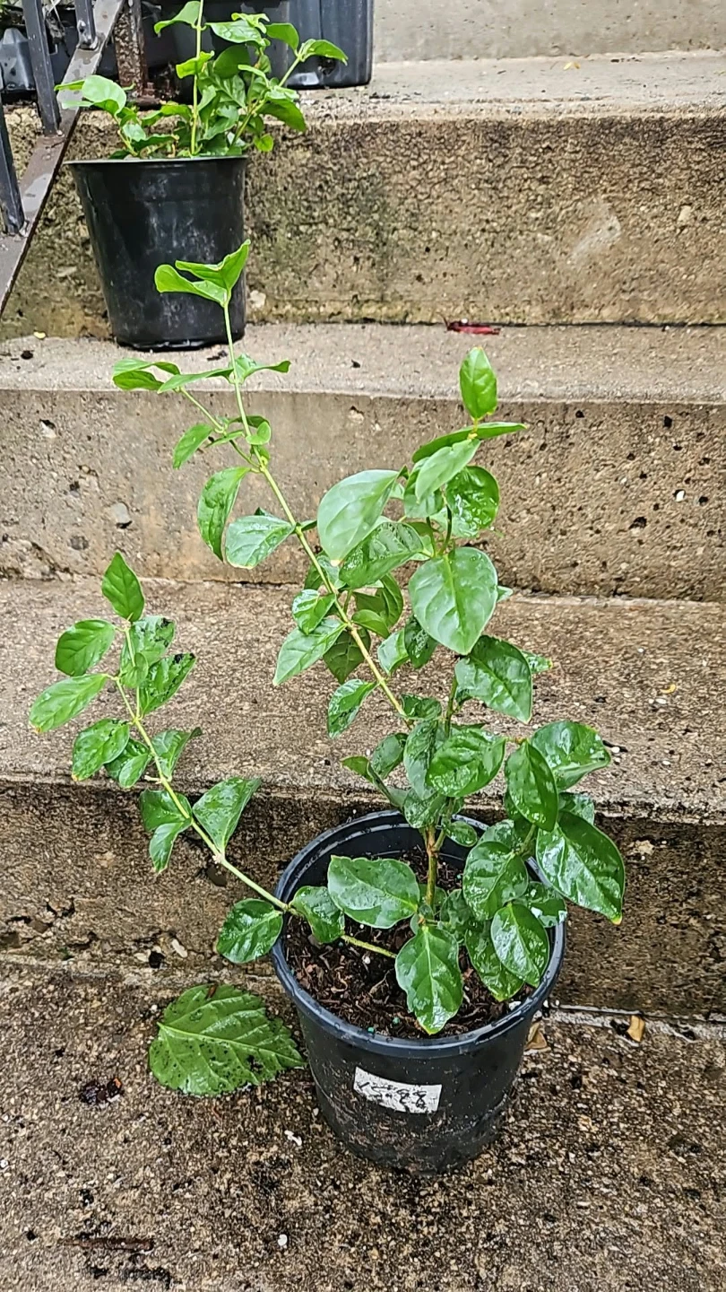 Jasmine Sambac plant special offers 🏈 - photo 2