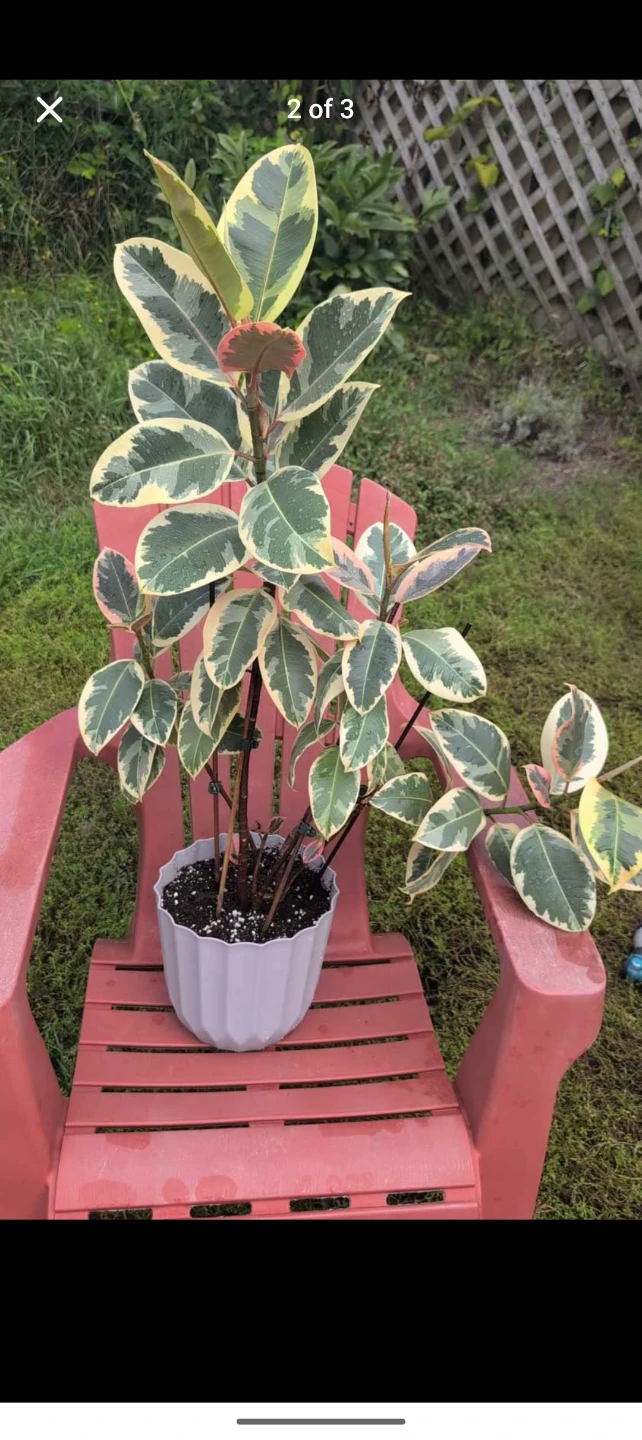Variegated Rubber Tree Plant2-3FT - photo 2