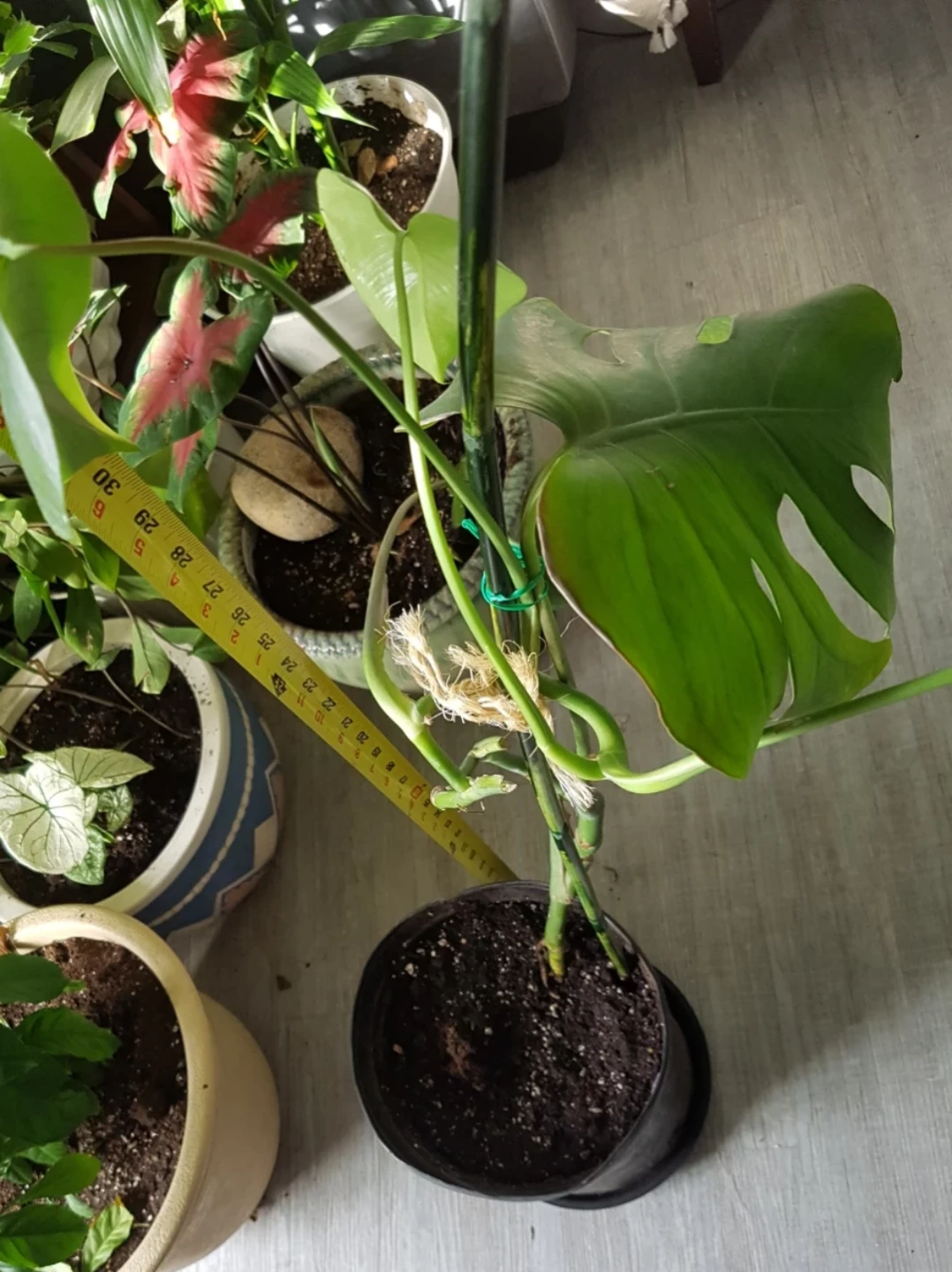 Monstera Deliciosa Plant (Cheese leaves plant) - photo 4