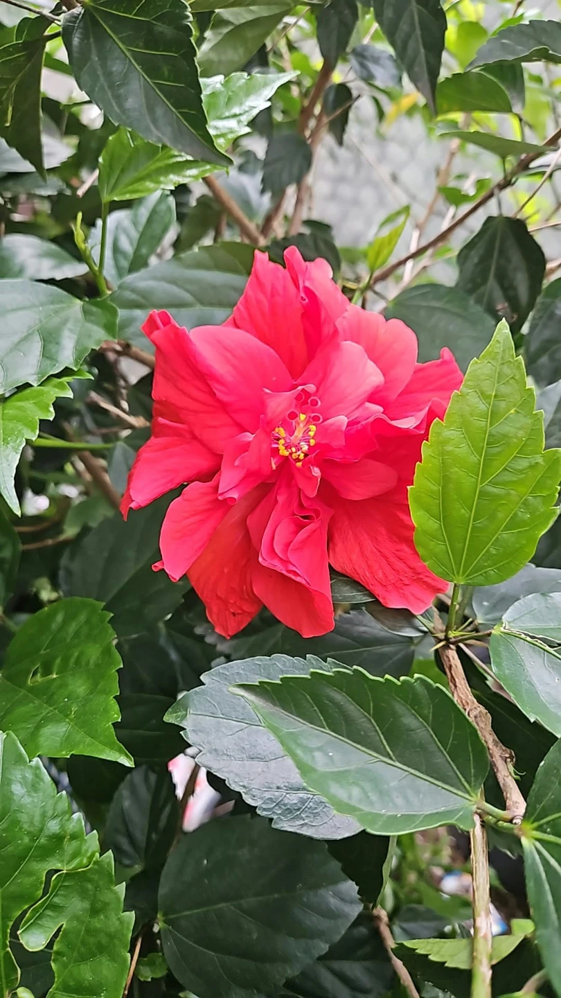 Red Hibiscus Plant standard 🏈 - photo 3