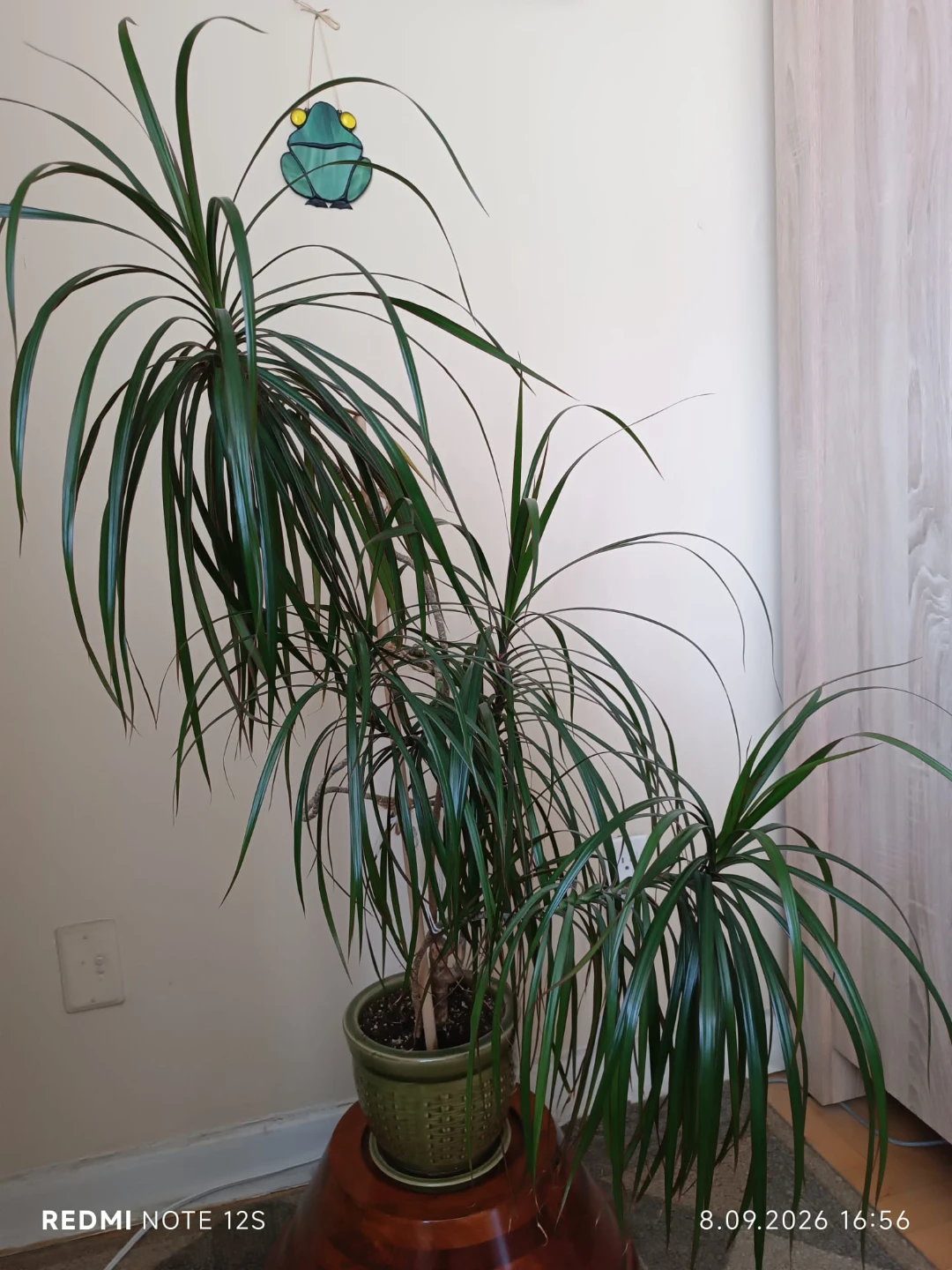 Large Dracaena Marginata Houseplant
