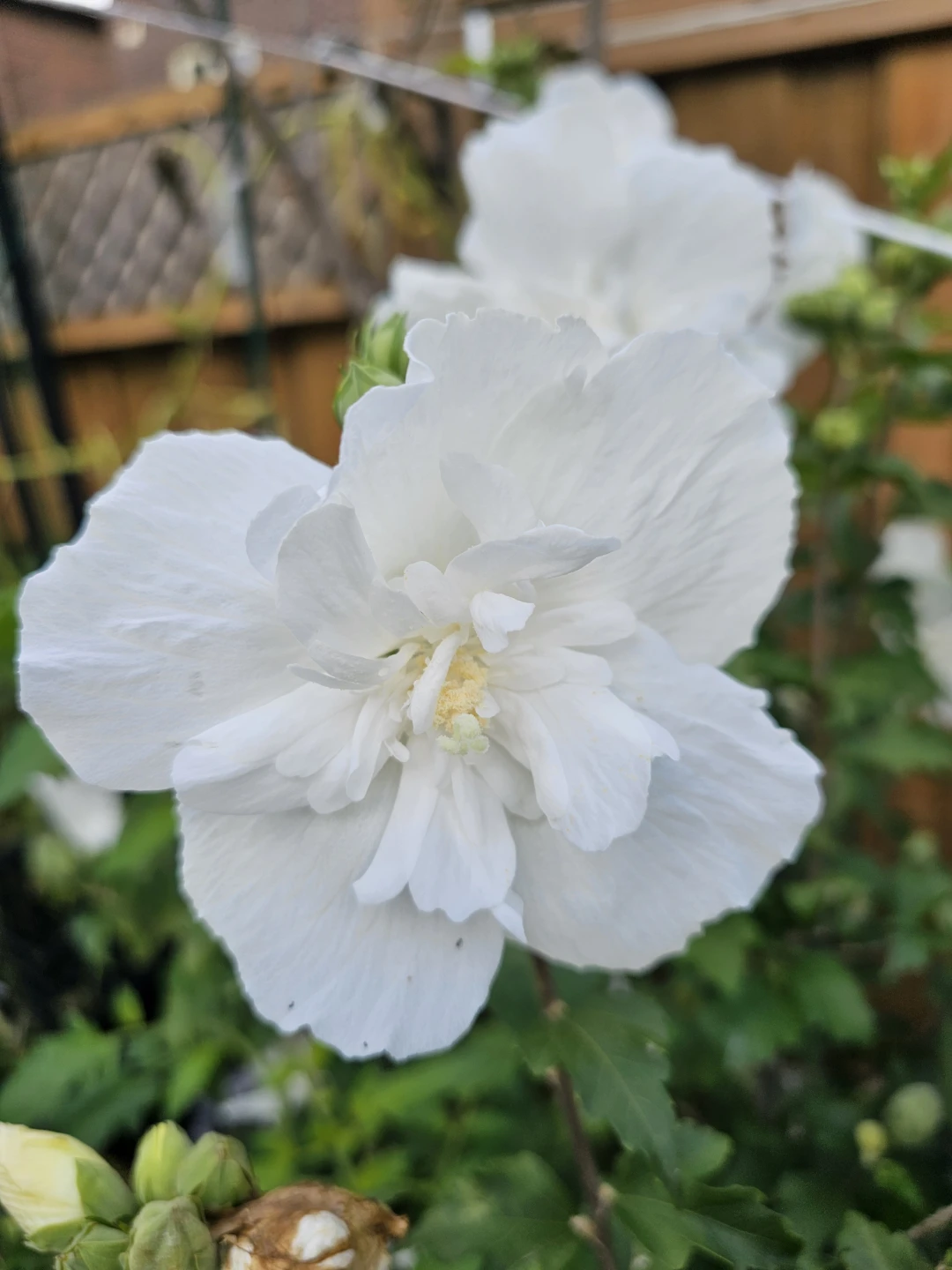 White Rose of Sharon, double panels