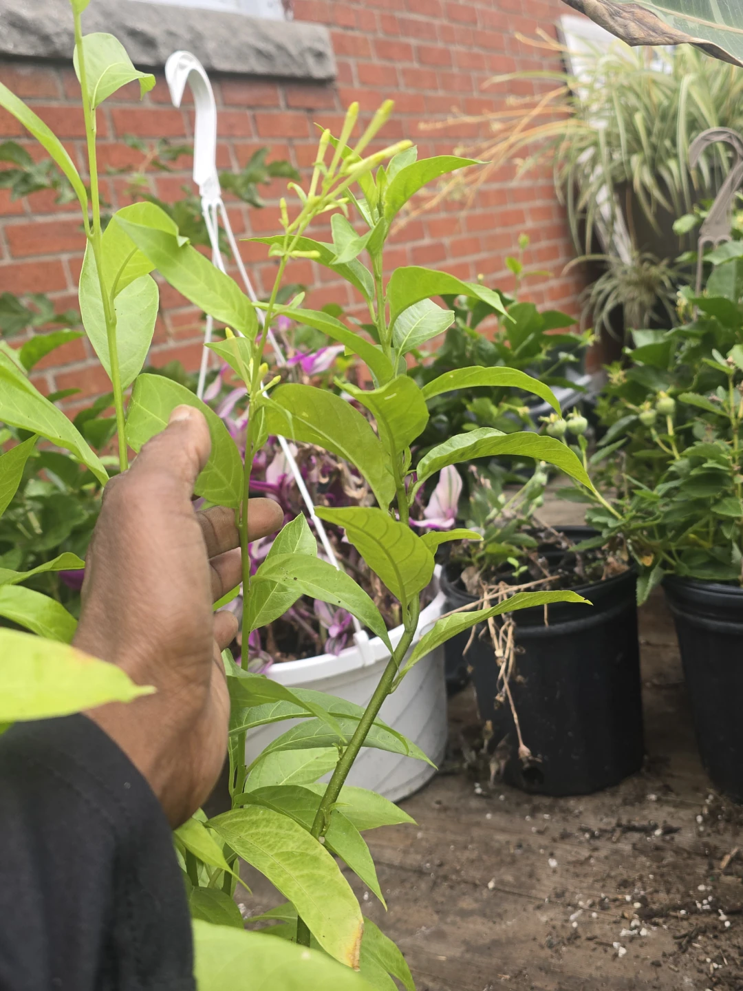 Night Blooming Jasmine Potted Plant - photo 4