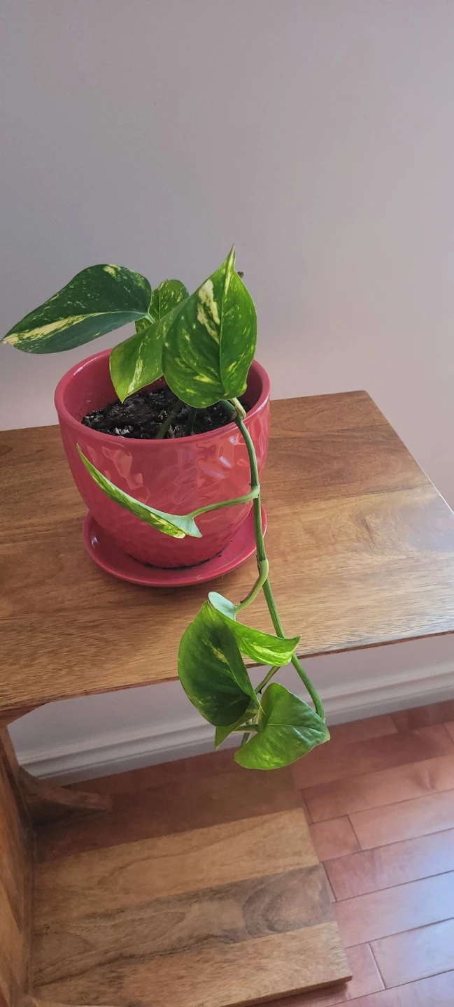 Pothos plant in red ceramic pot