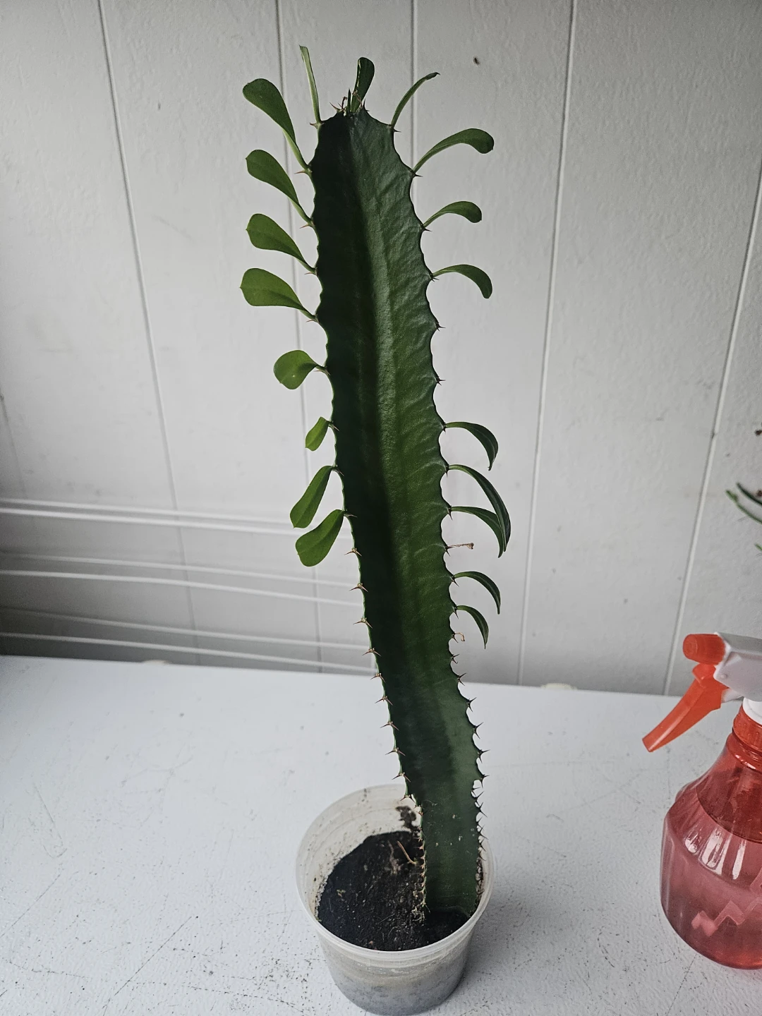 Euphorbia Trigona Cactus - photo 2