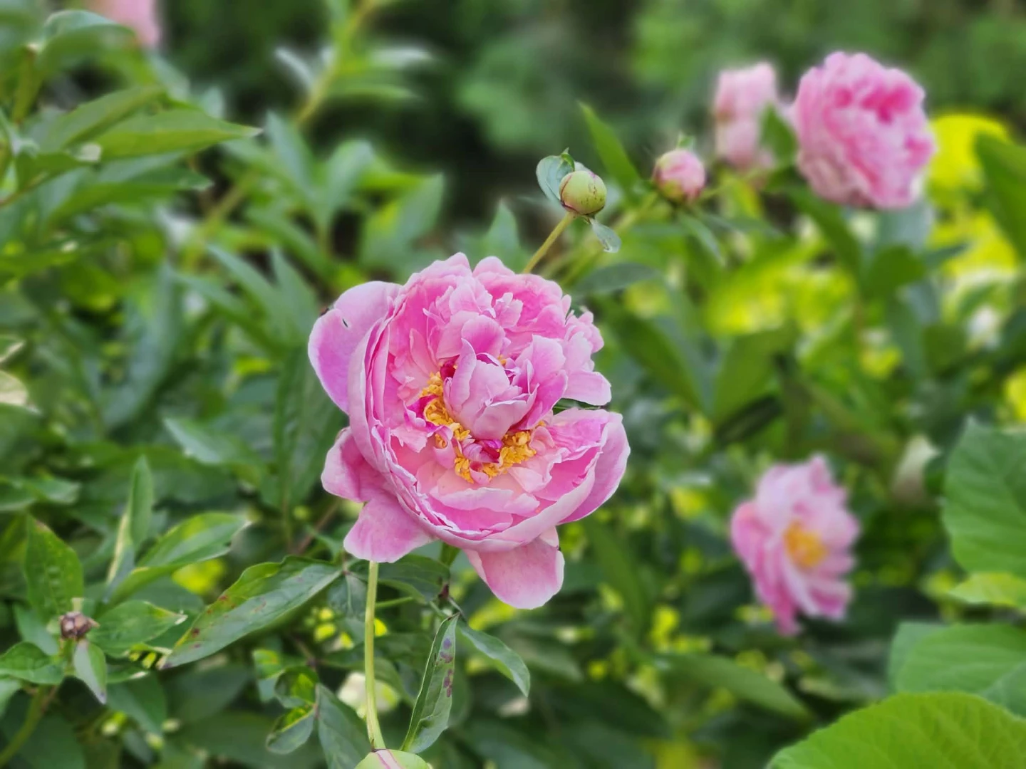 Pink Peony Plant