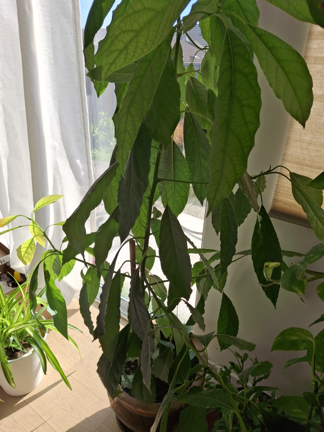 Potted Avocado Houseplant - photo 2