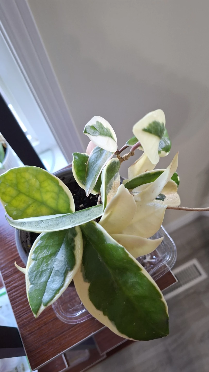 Hoya Carnosa Tricolor - photo 2